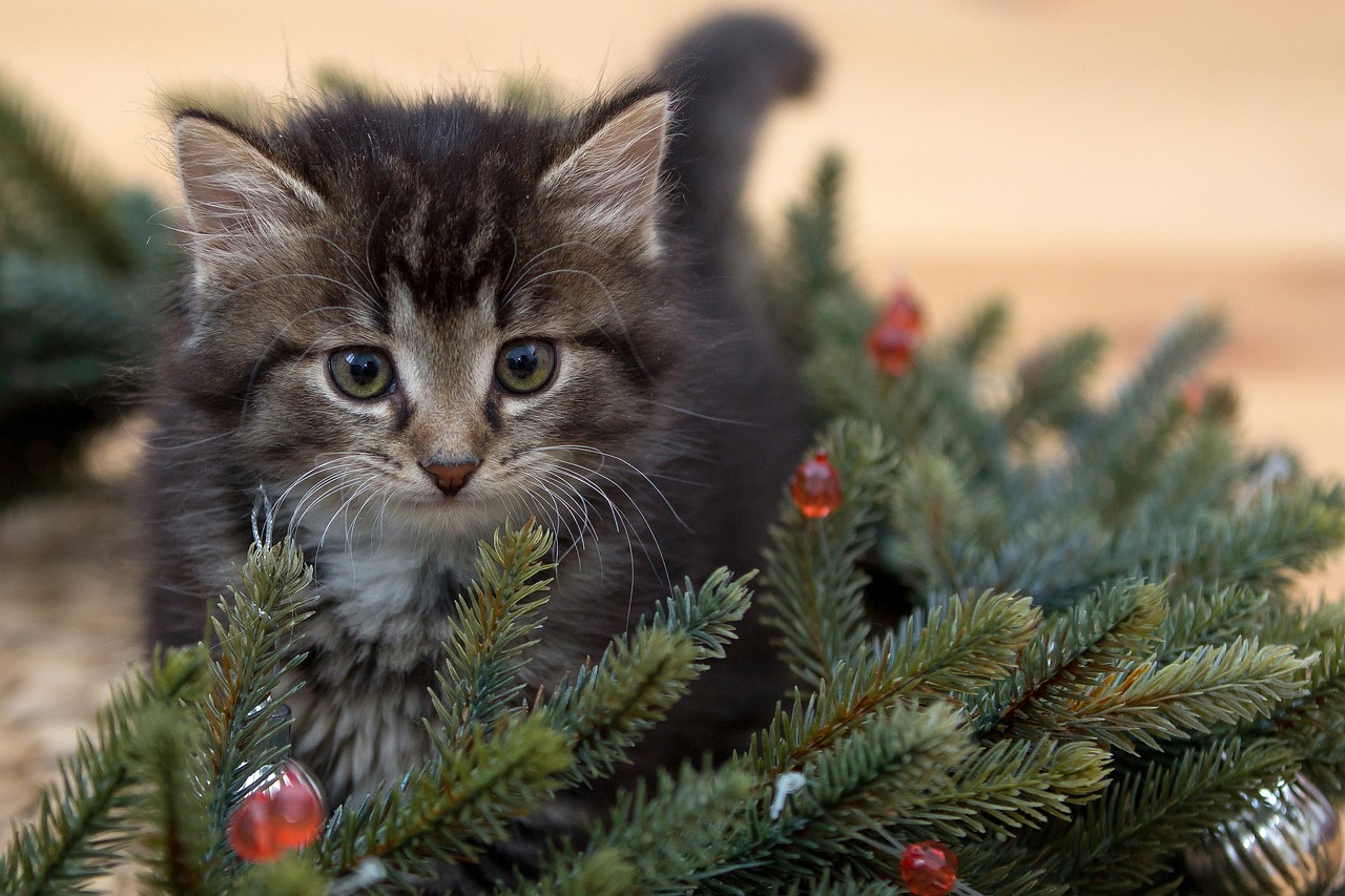 Creating a Festive Christmas Wreath from Garden Materials